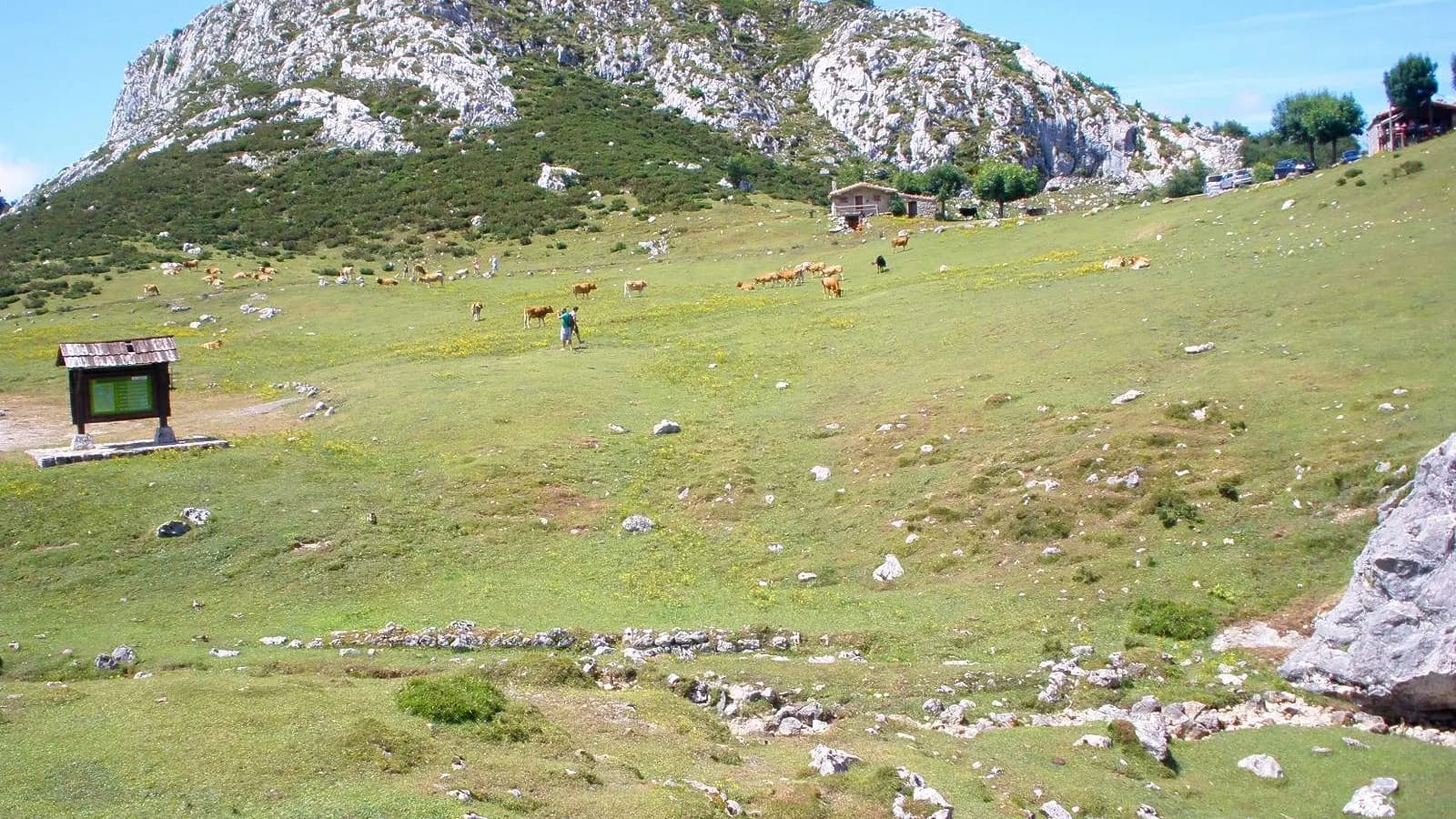 Prado de montaña con ganado pastando, en el entorno de los Lagos de Covadonga, Picos de Europa