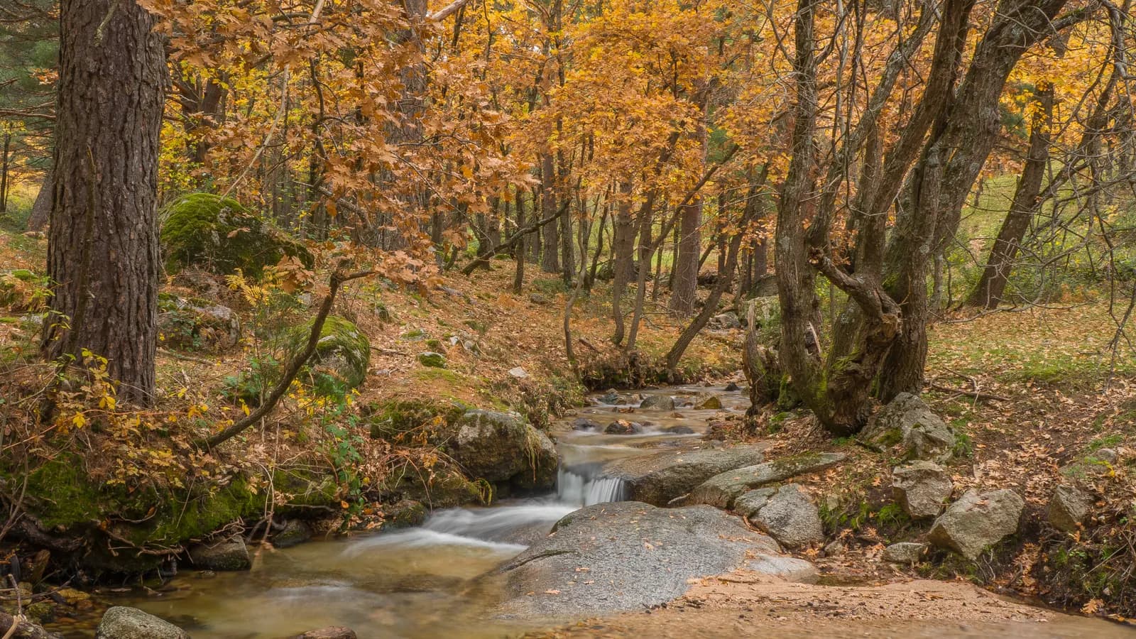 Bosque de otoño en la sierra de Guadarrama
